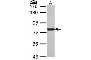 Western Blotting (WB) image for anti-Heat Shock 70kDa Protein 8 (HSPA8) (C-Term) antibody (ABIN2854950)