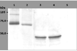Western Blotting analysis (non-reducing conditions) of whole cell lysate of RAMOS human Burkitt lymphoma cell line (1), RBL rat basophilic leukemia cell line (2) and HeLa human cervix carcinoma cell line (3, 4). (SYK 抗体  (AA 5-360))