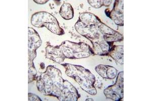 Immunohistochemistry analysis in formalin fixed and paraffin embedded human placenta tissue reacted with LOXL3 Antibody (C-term) followed by peroxidase conjugation of the secondary antibody and DAB staining. (LOXL3 抗体  (C-Term))