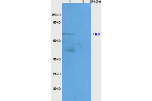 Lane 1: mouse heart lysates Lane 2: mouse kidney lysates probed with Anti APOA4 Polyclonal Antibody, Unconjugated (ABIN749153) at 1:200 in 4 °C. (APOA4 抗体  (AA 21-120))