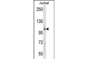Western blot analysis in Jurkat cell line lysates (35ug/lane). (MAP4K2 抗体  (AA 321-349))