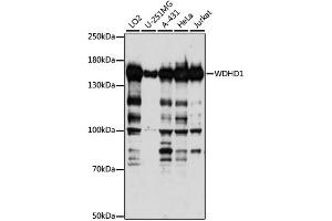 Western blot analysis of extracts of various cell lines, using WDHD1 antibody. (WDHD1 抗体)