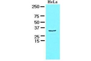 Cell lysates of MCF7 (30 ug) were resolved by SDS-PAGE, transferred to nitrocellulose membrane and probed with anti-human HAX1 (1:1000). (HAX1 抗体  (AA 1-279))