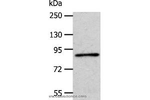 Western blot analysis of A172 cell, using APPL1 Polyclonal Antibody at dilution of 1:600 (APPL1 抗体)