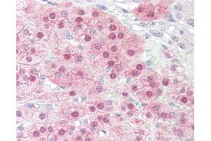Anti-STOX1 antibody IHC staining of human adrenal. (STOX1 抗体  (C-Term))