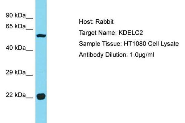 KDELC2 抗体  (C-Term)