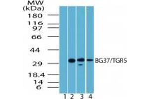 BG37 Western Blot. (GPBAR1 抗体  (C-Term))