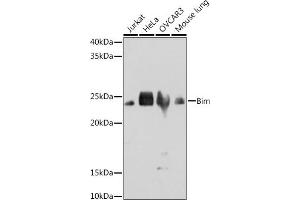 Western blot analysis of extracts of various cell lines, using Bim antibody (ABIN7265862) at 1:1000 dilution. (BIM 抗体)