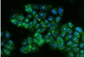 IF analysis of TBX4 using anti-TBX4 antibody (ABIN7602998). (TBX4 抗体  (Middle Region))