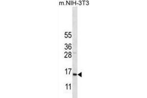 Western Blotting (WB) image for anti-Cytochrome C Oxidase Subunit VIIa Polypeptide 2 Like (COX7A2L) antibody (ABIN2996672) (COX7A2L 抗体)