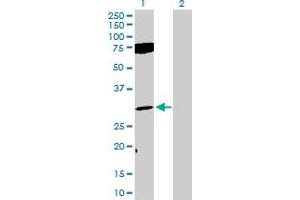 Western Blot analysis of FGF12 expression in transfected 293T cell line by FGF12 MaxPab polyclonal antibody. (FGF12 抗体  (AA 1-243))