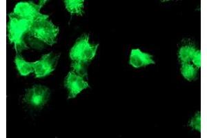 Immunofluorescence (IF) image for anti-Diacylglycerol Kinase, alpha 80kDa (DGKA) antibody (ABIN1497818) (DGKA 抗体)