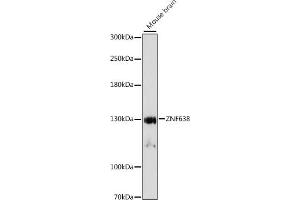 Western blot analysis of extracts of mouse brain, using ZNF638 antibody (ABIN7271512) at 1:1000 dilution.