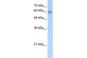 Western Blotting (WB) image for anti-REST Corepressor 2 (Rcor2) antibody (ABIN2461019) (Rcor2 抗体)