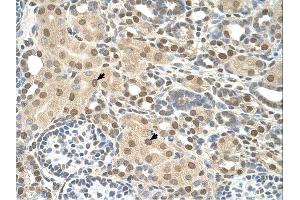 TMEM30A antibody was used for immunohistochemistry at a concentration of 4-8 ug/ml. (TMEM30A 抗体  (N-Term))