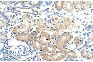 Immunohistochemical staining (Formalin-fixed paraffin-embedded sections) of human kidney with DLAT polyclonal antibody  at 4-8 ug/mL working concentration. (DLAT 抗体  (N-Term))