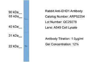WB Suggested Anti-EHD1  Antibody Titration: 0.