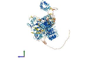 Protein Structure (PS) image for NLR Family, Pyrin Domain Containing 1B (NLRP1B) (AA 1-1196) protein (His tag) (ABIN7563617)