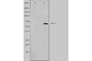 Western blot analysis of extracts from HepG2 using FST antibody. (Follistatin 抗体  (Internal Region))