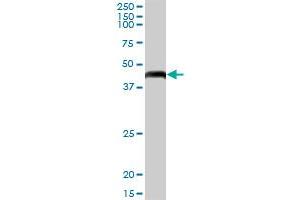 GTPBP3 MaxPab polyclonal antibody. (GTPBP3 抗体  (AA 1-492))