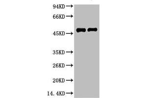 Western blot analysis of 1) Mouse Brain Tissue, 2) Rat Brain tissue, diluted at 1:2000. (Fibronectin 1 抗体)