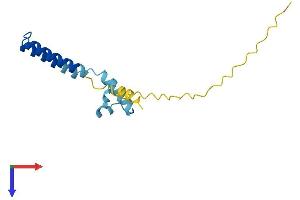 AlphaFold protein structure predicition of Human Recombinant FAM216B Protein, UniprotID Q8N7L0