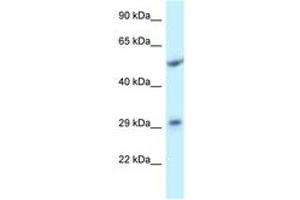 Image no. 1 for anti-Integral Membrane Protein 2C (ITM2C) (AA 101-150) antibody (ABIN6747730) (ITM2C 抗体  (AA 101-150))