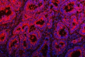 IF analysis of TOM1L1 using anti-TOM1L1 antibody (ABIN7602631). (TOM1L1 抗体  (AA 9-448))