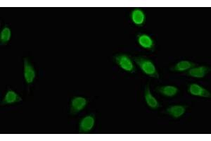 Immunofluorescent analysis of A549 cells using ABIN7150418 at dilution of 1:100 and Alexa Fluor 488-congugated AffiniPure Goat Anti-Rabbit IgG(H+L) (POLR2M 抗体  (AA 2-91))