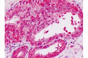 Anti-STAT2 antibody IHC staining of human prostate. (STAT2 抗体  (C-Term))