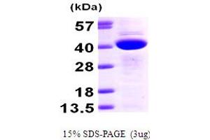 Calcium Binding Protein 39 (CAB39) (AA 1-341) protein (His tag)