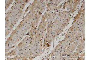 Image no. 2 for anti-Pantothenate Kinase 4 (PANK4) (AA 673-773) antibody (ABIN599572) (PANK4 抗体  (AA 673-773))