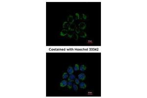 ICC/IF Image Immunofluorescence analysis of methanol-fixed A431, using LETM1, antibody at 1:200 dilution.