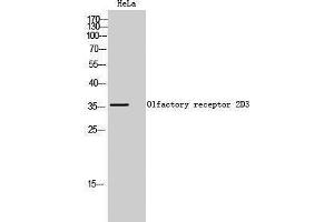 Western Blotting (WB) image for anti-Olfactory Receptor, Family 2, Subfamily D, Member 3 (OR2D3) (C-Term) antibody (ABIN3186058) (OR2D3 抗体  (C-Term))