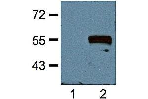 1:1000 (1 ug/ml) antibody dilution probed against HEK 293 cells transfected with Myc-tagged protein vector; unstransfected (1) and transfected (2). (Myc Tag 抗体)