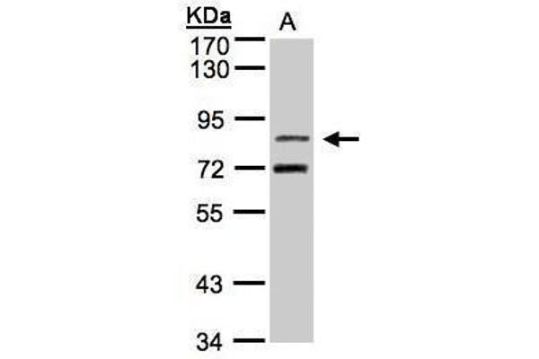 TLE2 抗体  (C-Term)