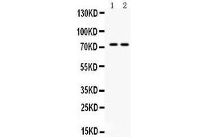 Western blot analysis of ZBTB7A expression in mouse kidney extract (lane 1) and NIH3T3 whole cell lysates (lane 2). (ZBTB7A 抗体  (N-Term))
