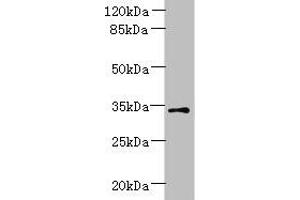 Western blot All lanes: ZDHHC3 antibody at 1.