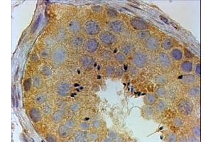 ABIN190916 (4µg/ml) staining of paraffin embedded Human Testis. (PIWIL1 抗体  (Internal Region))