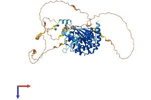 PAK3 Protein (PAK3) (AA 1-559) (His tag)