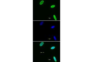 Histone H3 dimethyl Lys9 antibody tested by immunofluorescence. (Histone 3 抗体  (H3K9me2))