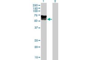 Western Blot analysis of C3orf39 expression in transfected 293T cell line by C3orf39 MaxPab polyclonal antibody. (C3orf39 抗体  (AA 1-580))