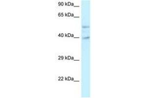 Image no. 1 for anti-Glutamate Receptor, Ionotropic, N-Methyl D-Aspartate-Like 1A (GRINL1A) (C-Term) antibody (ABIN6747700) (POLR2M 抗体  (C-Term))