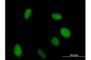 Immunofluorescence of purified MaxPab antibody to VGLL1 on HeLa cell. (VGLL1 抗体  (AA 1-258))