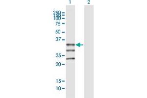 Western Blot analysis of MOGAT1 expression in transfected 293T cell line by MOGAT1 MaxPab polyclonal antibody. (MOGAT1 抗体  (AA 1-334))