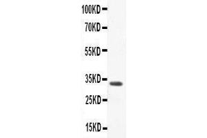 Anti-CCL3 Picoband antibody,  All lanes: Anti-CCL3 at 0. (CCL3 抗体  (AA 24-92))