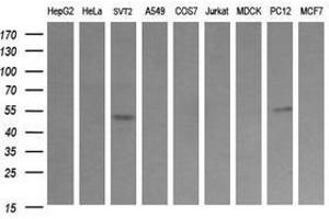 Image no. 1 for anti-Tripartite Motif Containing 38 (TRIM38) (AA 1-265) antibody (ABIN1490689) (TRIM38 抗体  (AA 1-265))