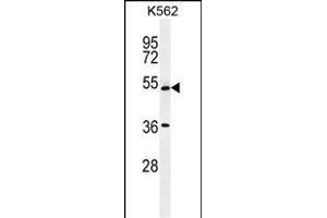 UL1 Antibody (N-term) 1907a western blot analysis in K562 cell line lysates (35 μg/lane). (UAP1L1 抗体  (N-Term))