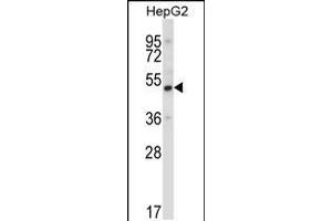 Western blot analysis in HepG2 cell line lysates (35ug/lane). (UBP1 抗体  (AA 266-295))