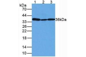 Western Blotting (WB) image for Glyceraldehyde-3-Phosphate Dehydrogenase (GAPDH) ELISA Kit (ABIN6574294)